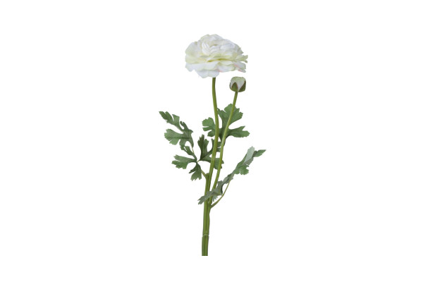 Ranunculus Pryskyřník 50cm Bílozelený